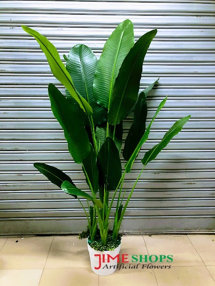 banana tree 5.5ft